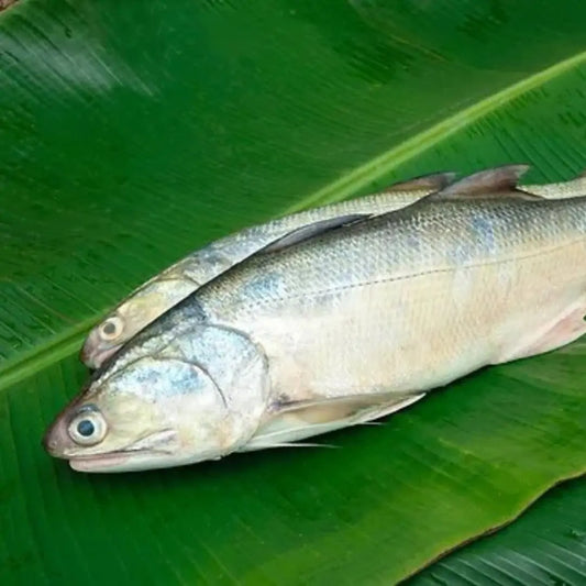 Indian Salmon / Rawas Whole