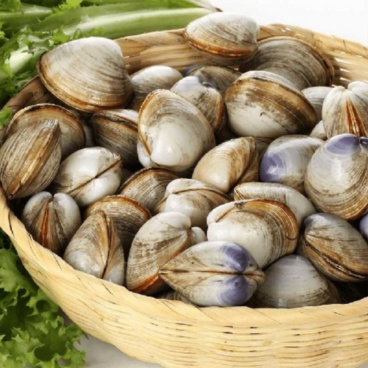 Fresh Clams