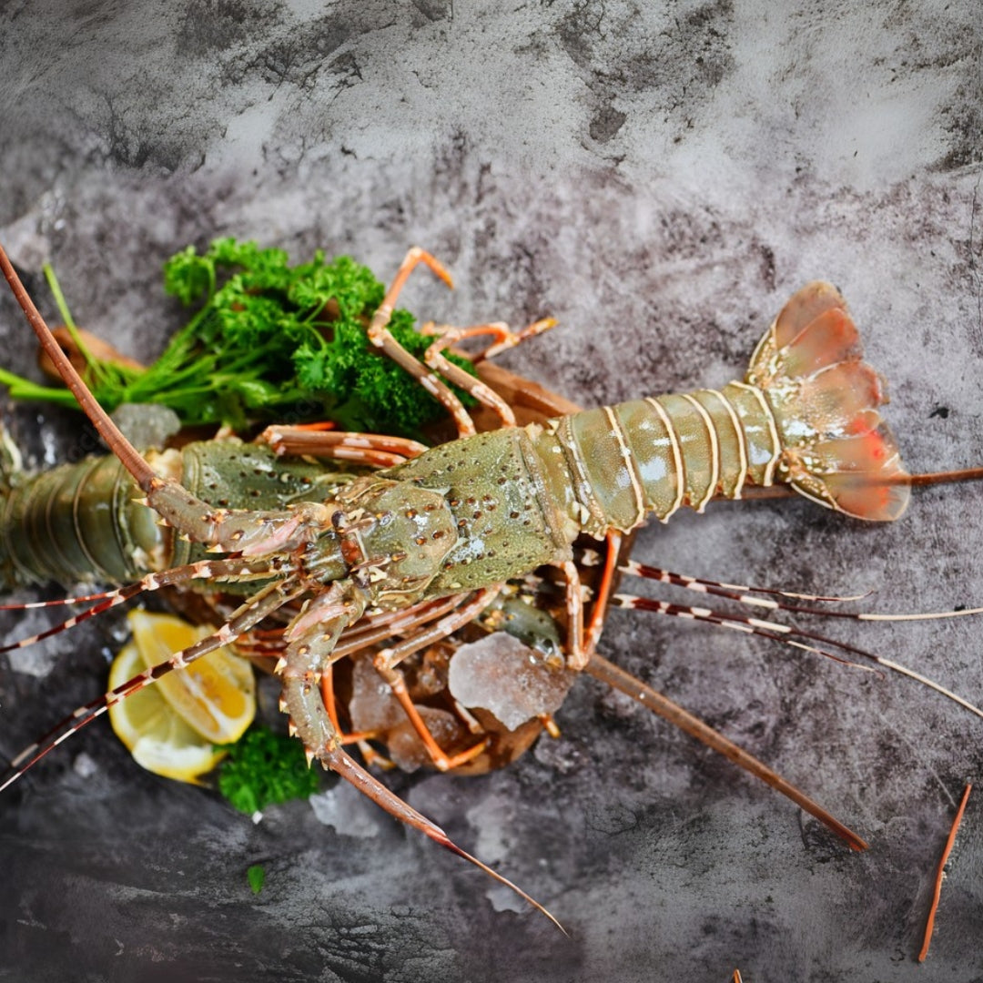 Lobsters 250-350gms