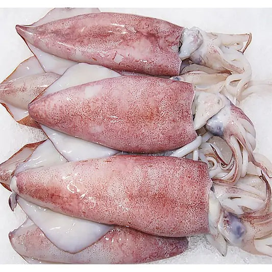 Fresh Squid (Calamari)