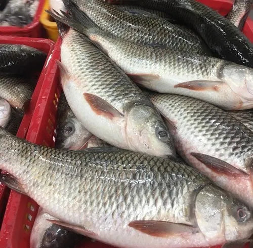 River Rohu Whole 3.5 - 4 kg