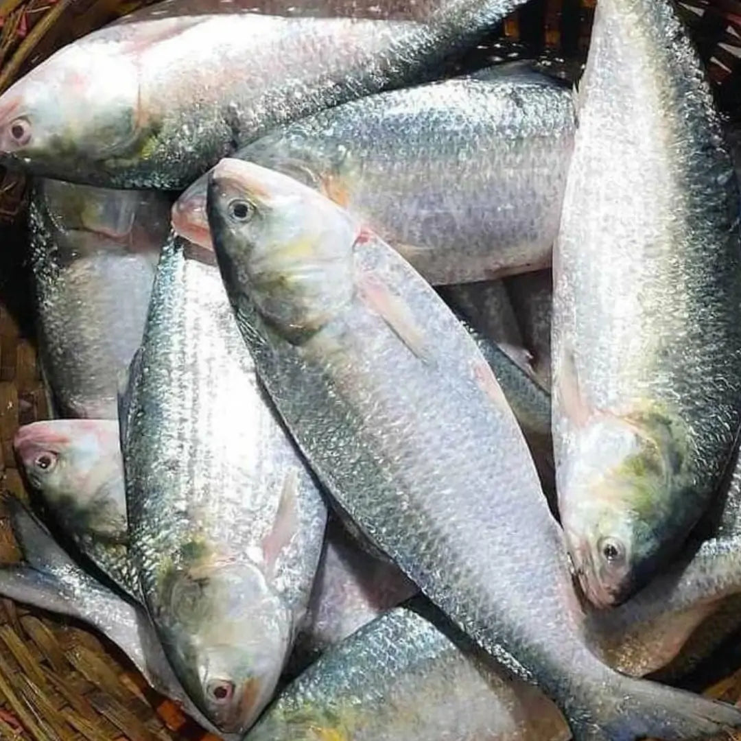 Hilsa Whole 1 - 1.2 kg