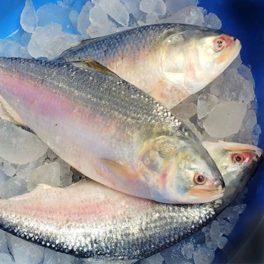 Hilsa Whole 1 - 1.2 kg