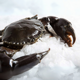 Sri Lankan Mud Crab (2-3pcs in kg)