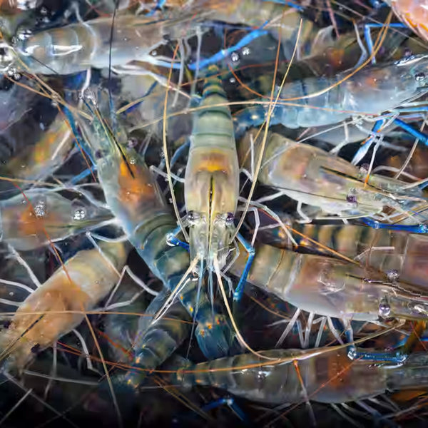 Scampi Prawns Grade B ( 15 – 20 Pcs) 1 Kg (झींगा)