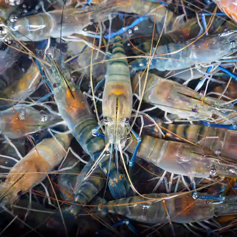 Scampi Prawns Grade B ( 15 – 20 Pcs) 1 Kg (झींगा)