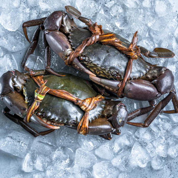 Sri Lankan Mud Crab (2-3pcs in kg)